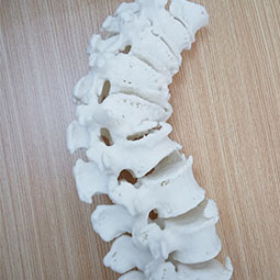 青岛3D打印--脊柱模型
